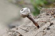 donkerstelige stuifbal (tulostoma melanocylum) 5-2012 8310